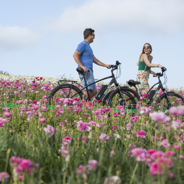 Two people walking bikes through a field of pink flowers.