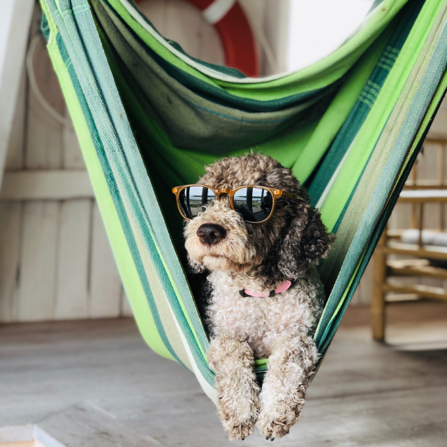 A dog in sunglasses regally sitting in a striped beach hammock.