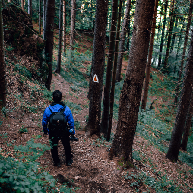 Man looking at an orange trail marker affixed to a pine tree.