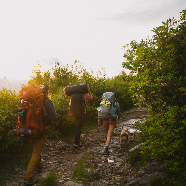 Three backpackers and a small dog hiking up a trail.