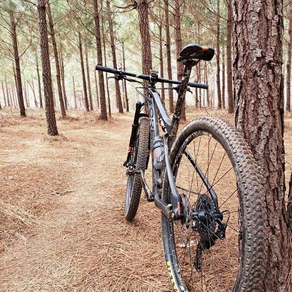 Bike in the woods in North Carolina.