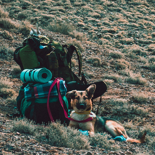 German shepherd lying near a pile of hiking backpacks and wearing hiking booties.