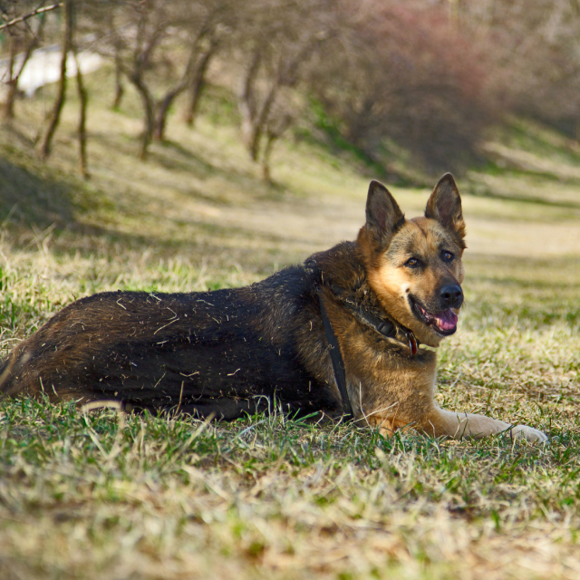 Chunky German Shepherd lying in grass.