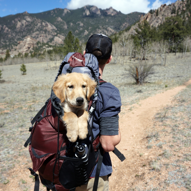 Hiker carrying a fluffy golden retriever puppy in a hiking backpack.