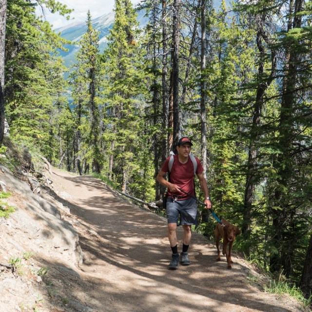 Hiker and brown dog walking along a trail through nature.