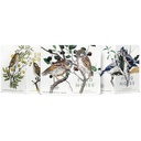 Field Notes Birds and Trees of North America - Series A